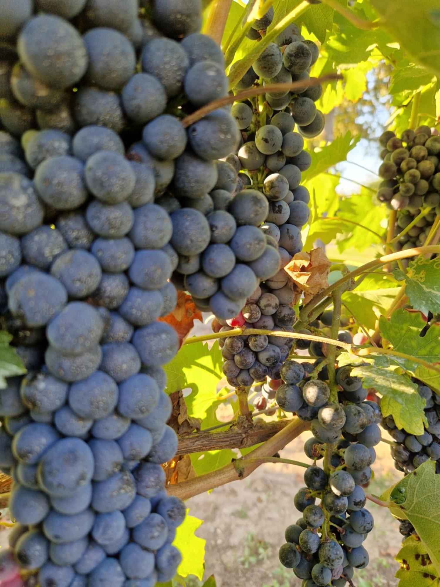 Agriturismo Corte Acconi Мантуя Екстер'єр фото